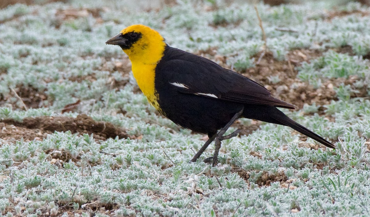 Yellow-headed Blackbird - ML618115901