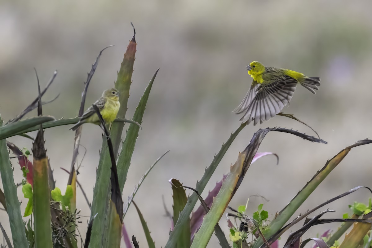 Grassland Yellow-Finch - Rick Bowers