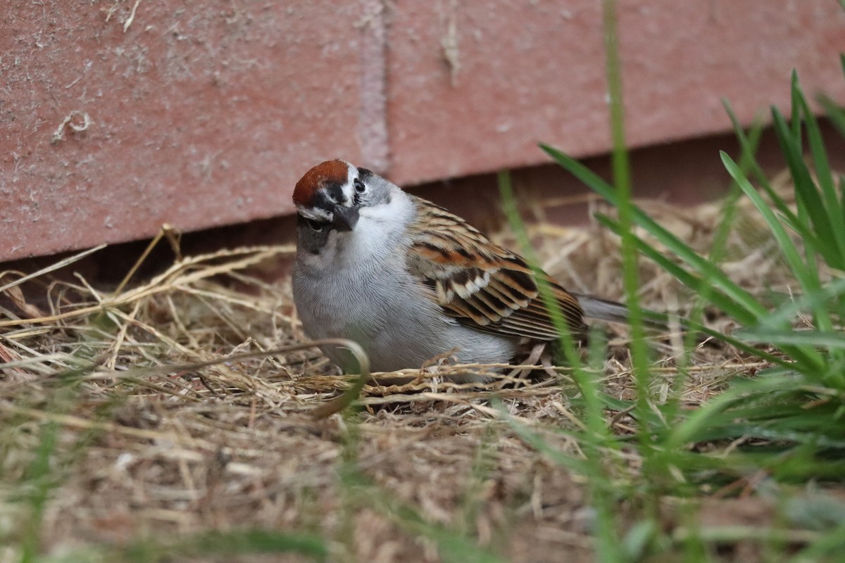 Chipping Sparrow - Liam Messier
