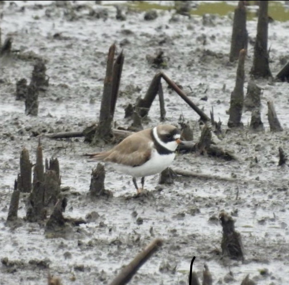 Semipalmated Plover - Shelly Hyland