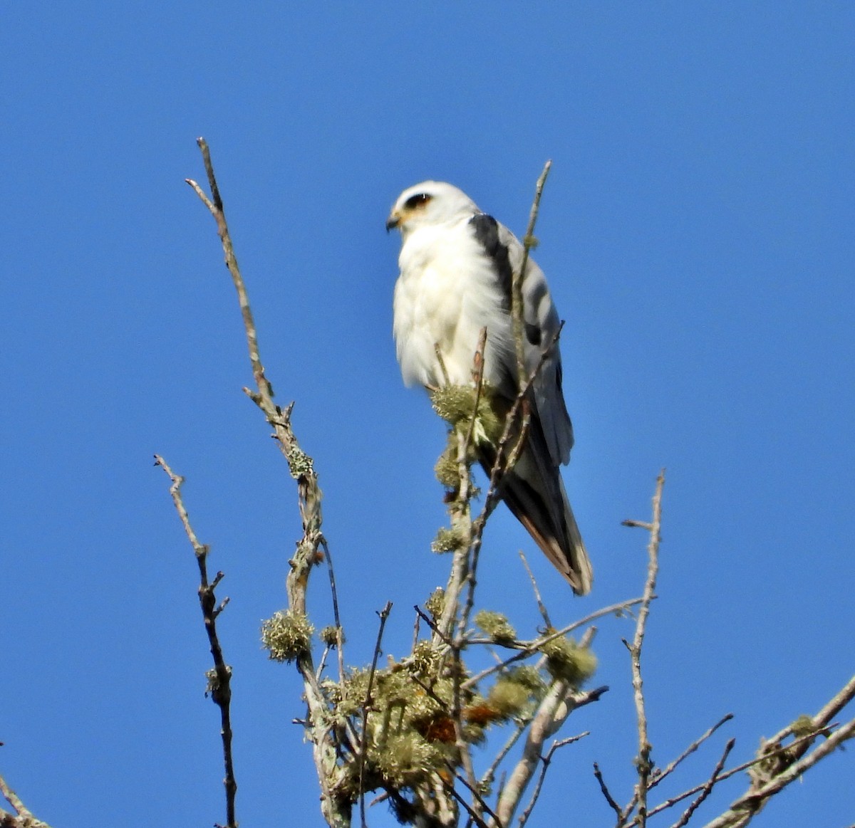 White-tailed Kite - ML618115949
