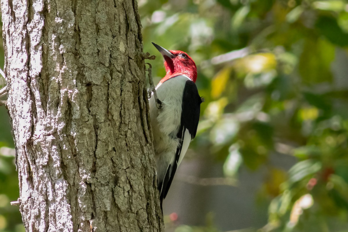 Red-headed Woodpecker - Kyle Wesloh