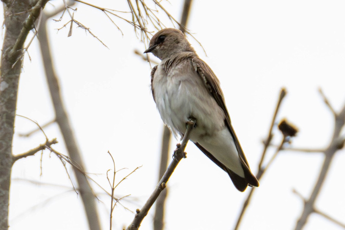 Northern Rough-winged Swallow - ML618115978