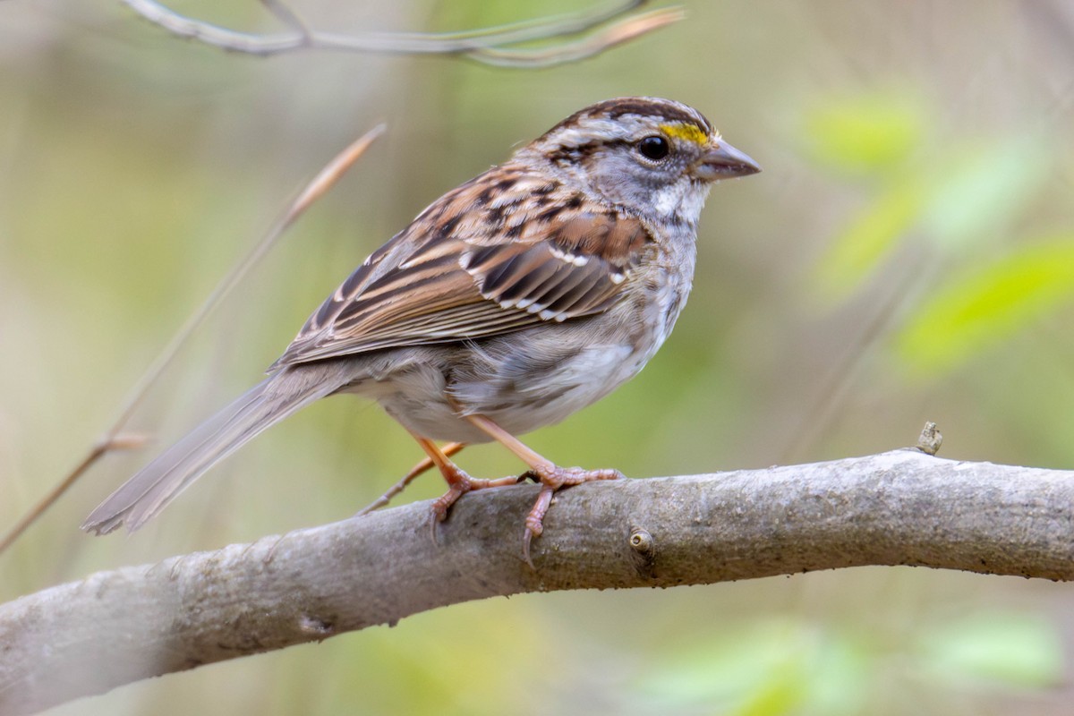 White-throated Sparrow - James Davis