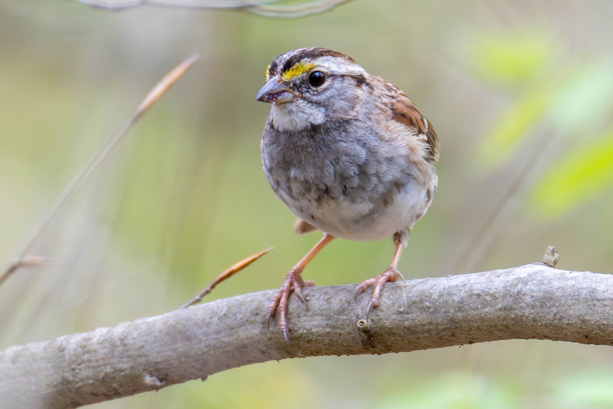 White-throated Sparrow - James Davis