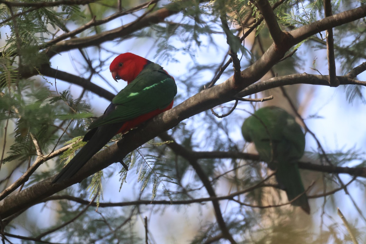 Australian King-Parrot - ML618116022