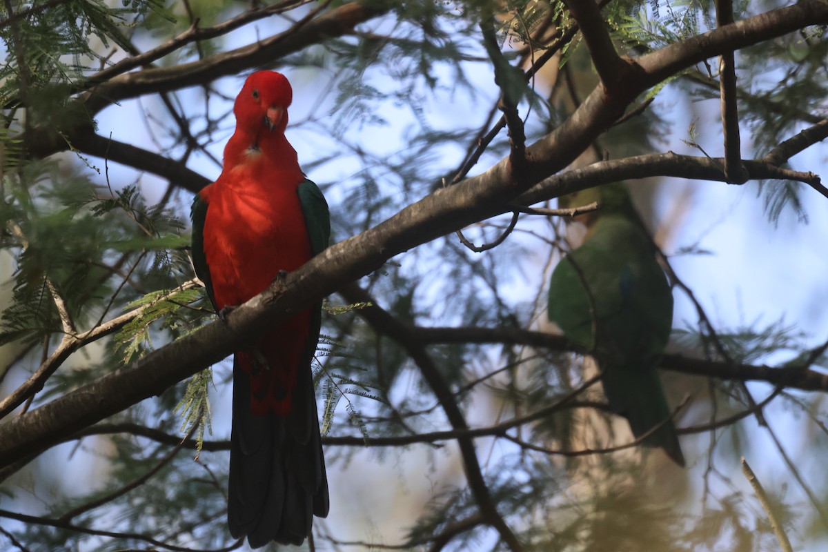 Australian King-Parrot - ML618116024