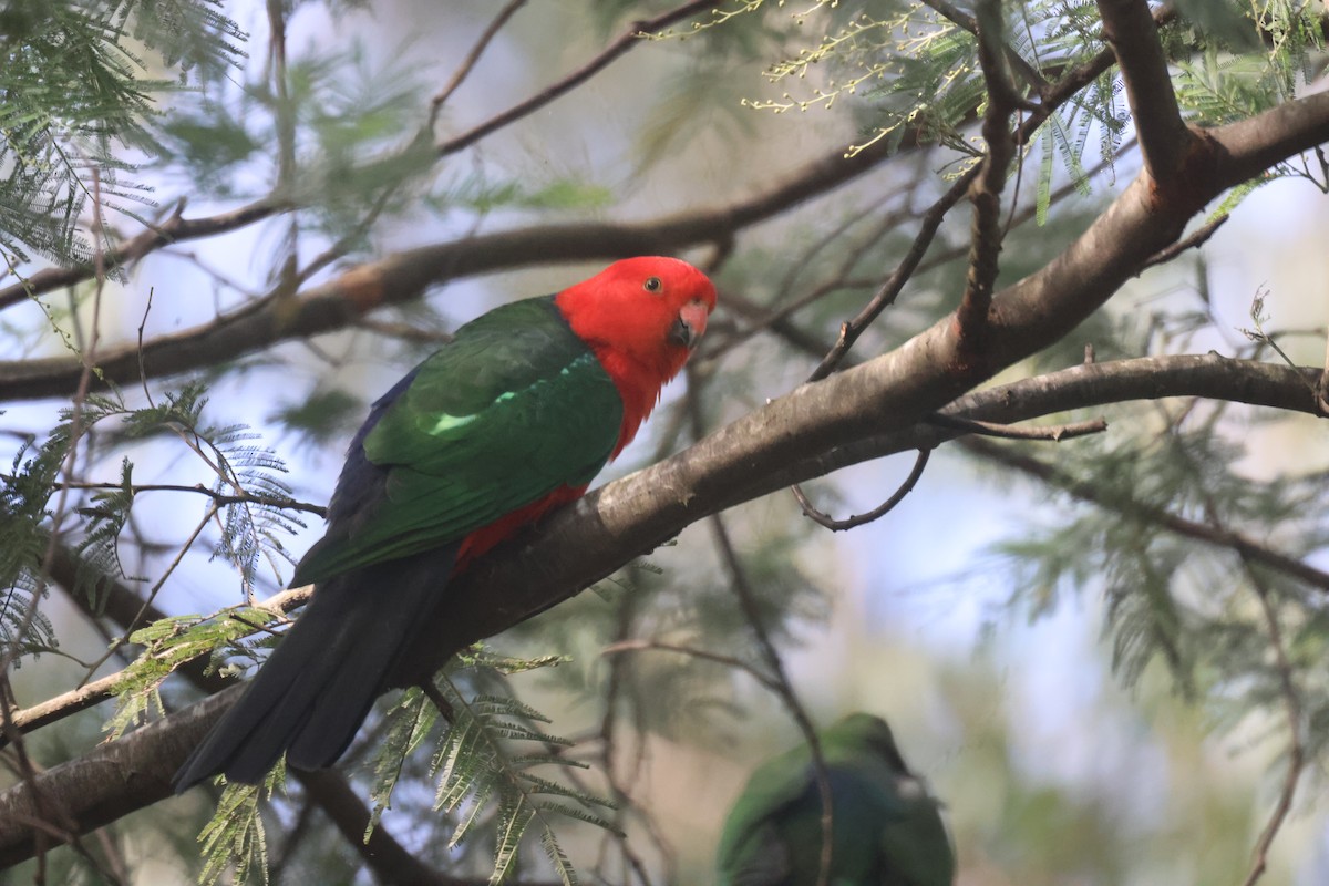 Australian King-Parrot - GEOFFREY SHINKFIELD