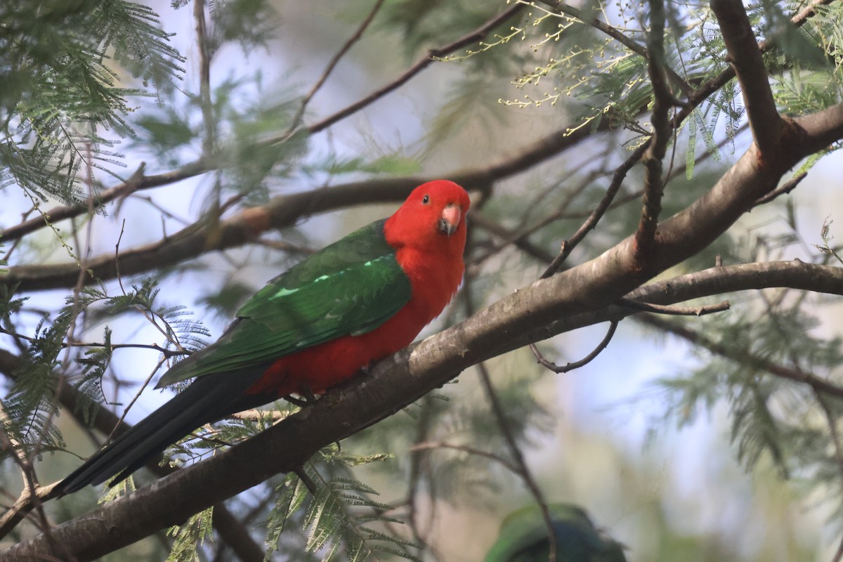 Australian King-Parrot - ML618116028