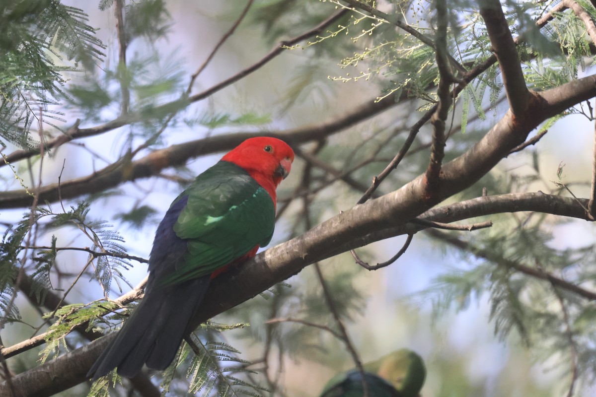 Australian King-Parrot - ML618116029