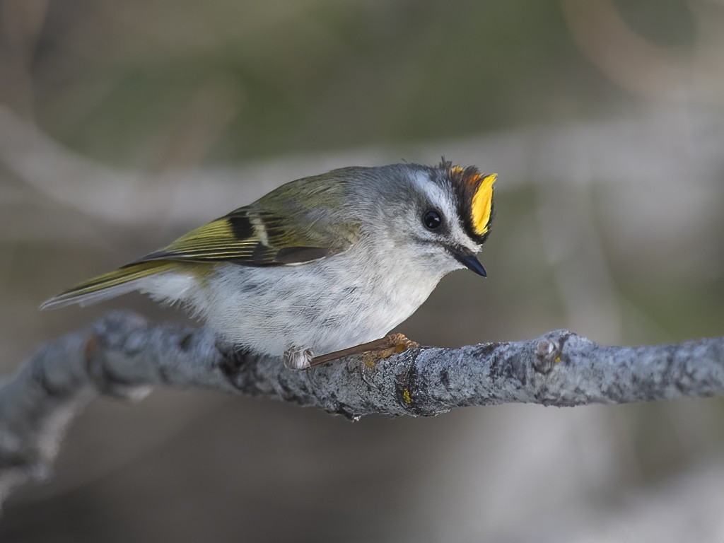 Golden-crowned Kinglet - Jerry Ting