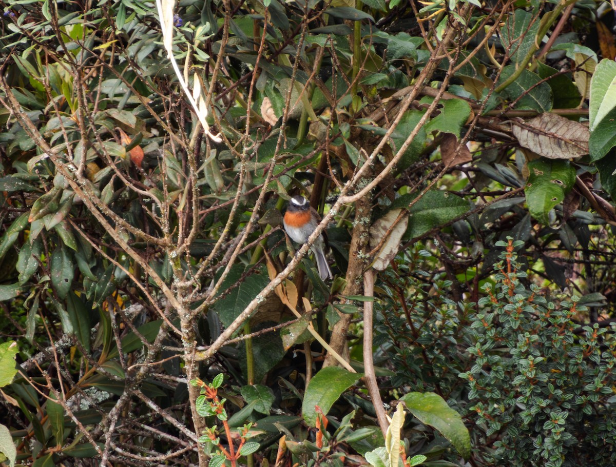 Rufous-breasted Chat-Tyrant - ML618116099
