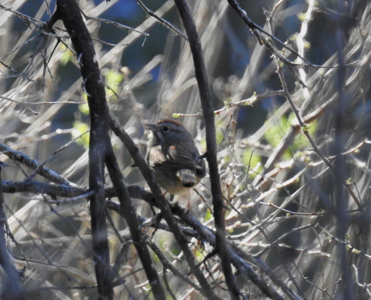 Rufous-crowned Sparrow - Brian Nicholas