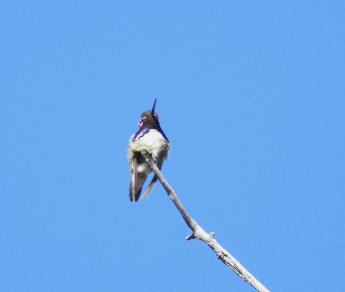 Costa's Hummingbird - Brian Nicholas