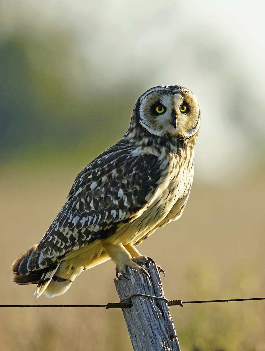 Short-eared Owl - ML618116176
