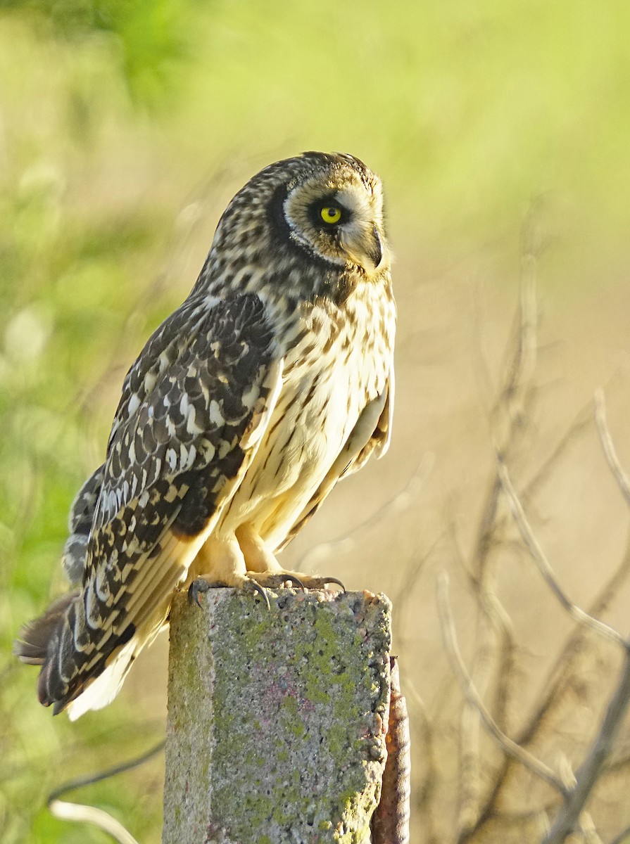 Short-eared Owl - ML618116180