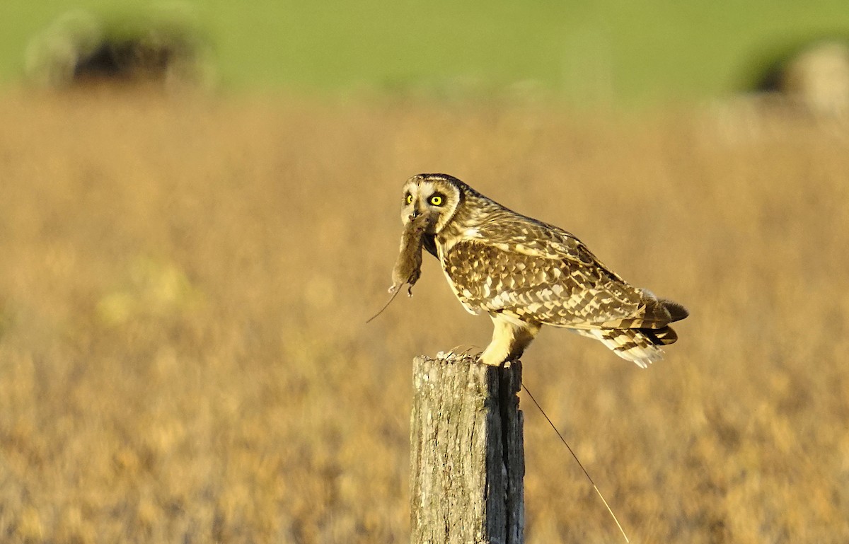 Short-eared Owl - ML618116183