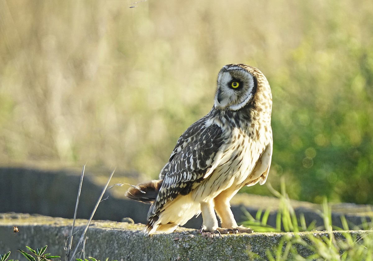 Short-eared Owl - ML618116187