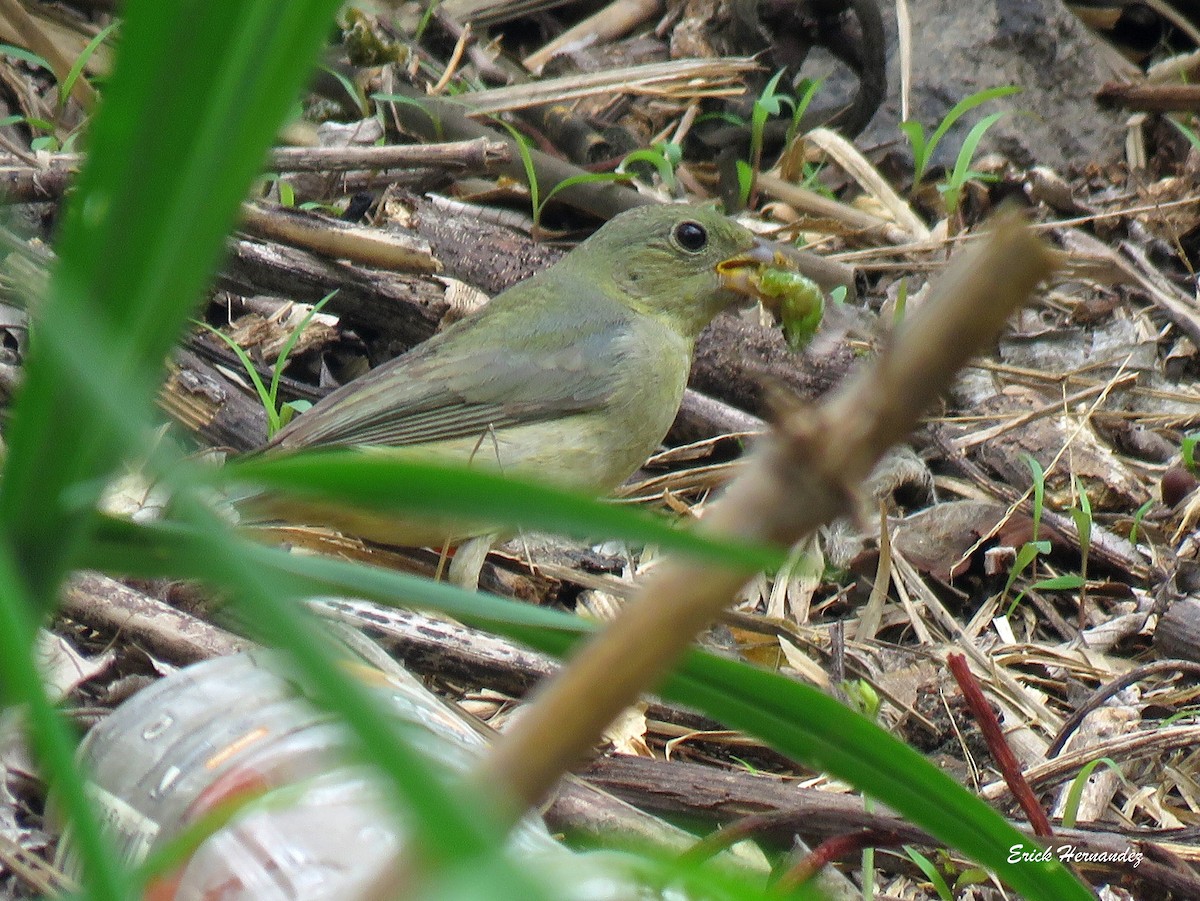 Painted Bunting - ML618116199