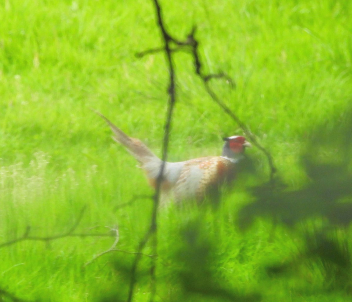 Ring-necked Pheasant - ML618116202