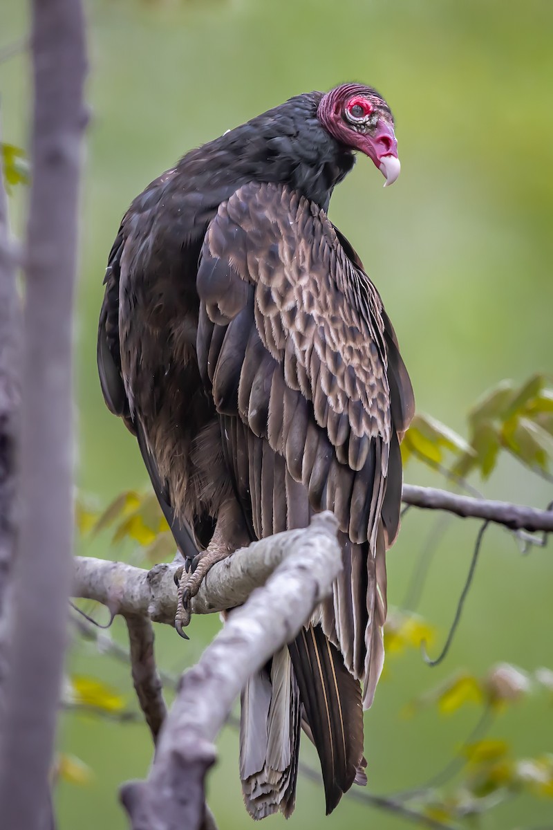 Turkey Vulture - ML618116255