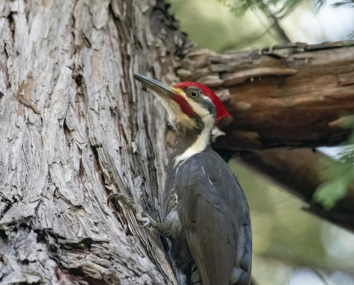 Pileated Woodpecker - Jerry Ting