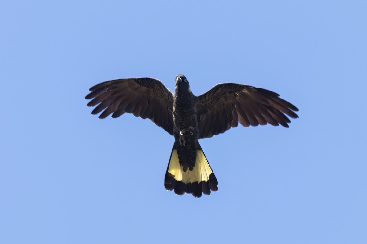 Yellow-tailed Black-Cockatoo - ML618116292