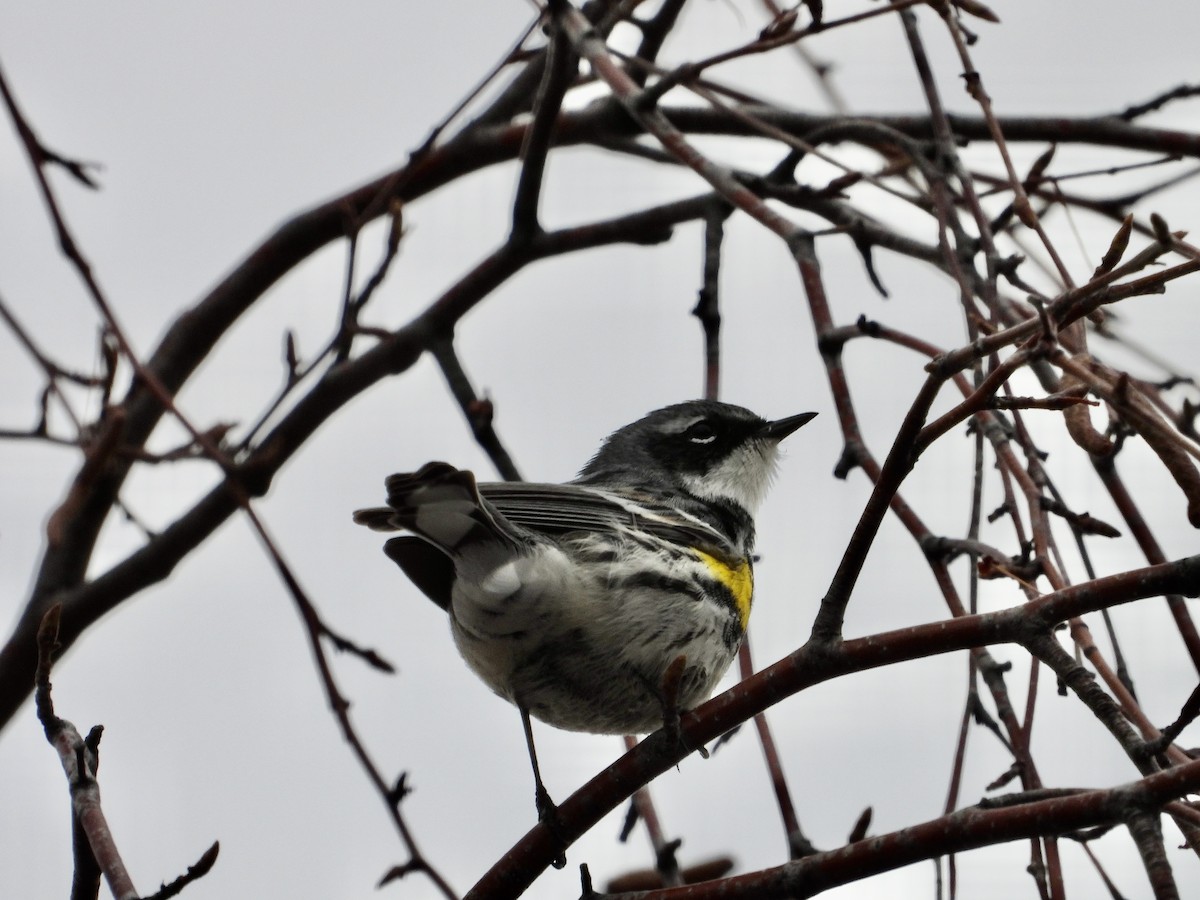 Yellow-rumped Warbler (Myrtle) - George Halmazna