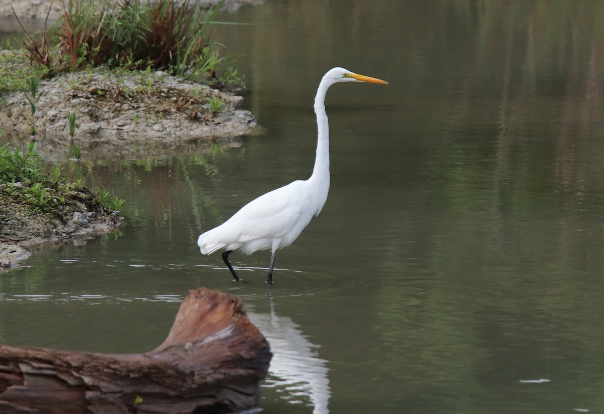 Great Egret - Ruth King