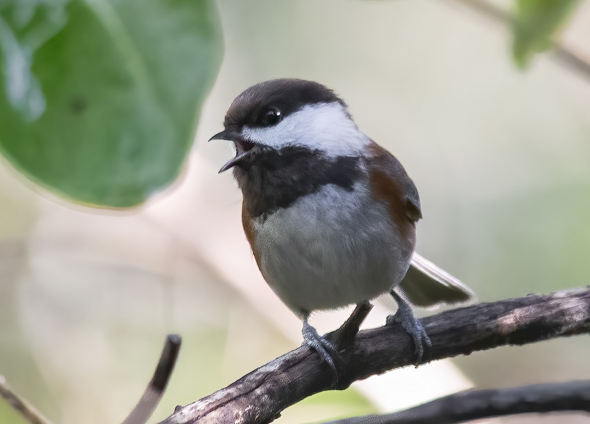 Chestnut-backed Chickadee - Jerry Ting