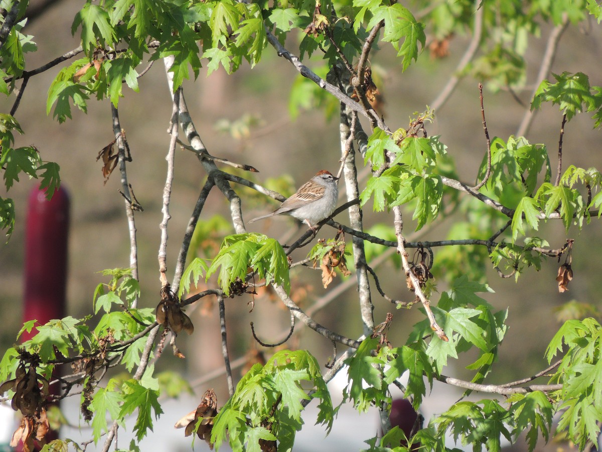 Chipping Sparrow - ML618116300