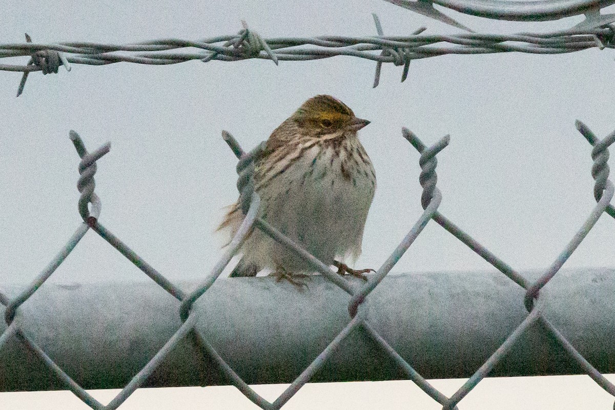 Savannah Sparrow - ML618116347