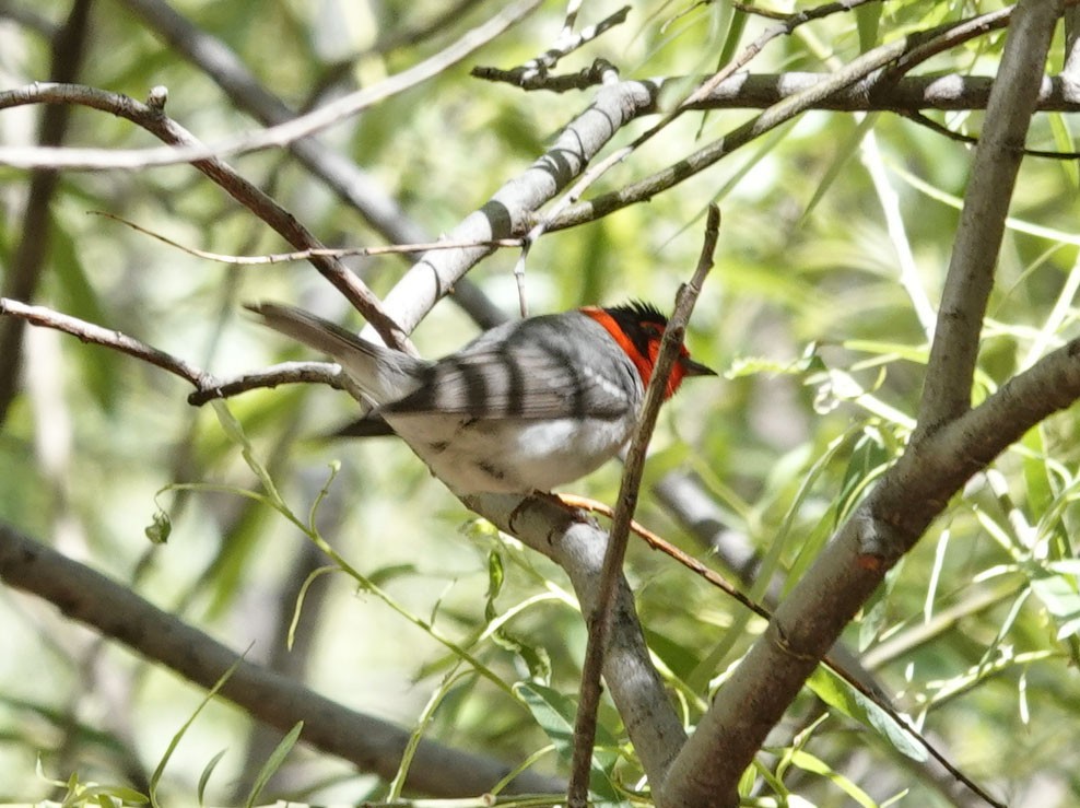 Red-faced Warbler - Cathy Beck