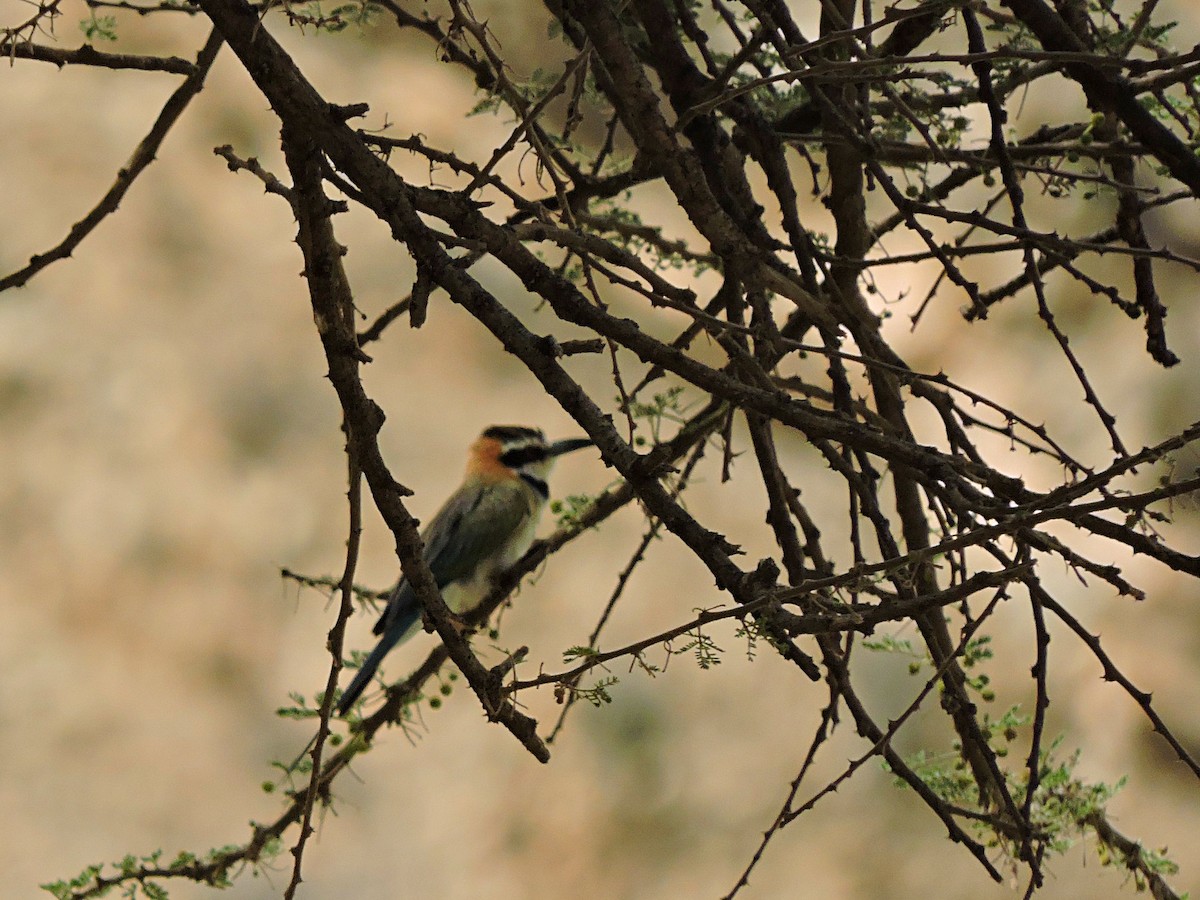 White-throated Bee-eater - Andrew Cauldwell