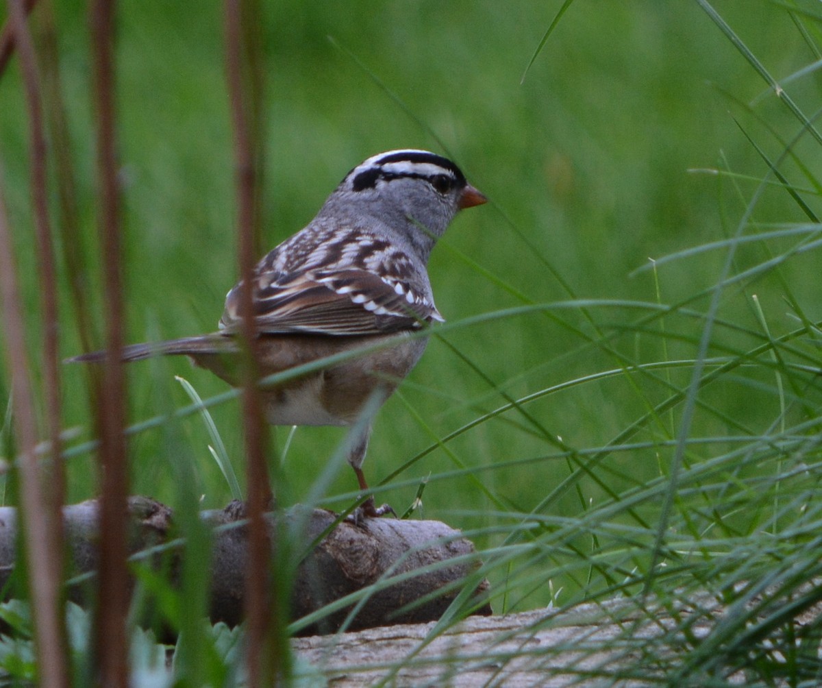 White-crowned Sparrow - ML618116383