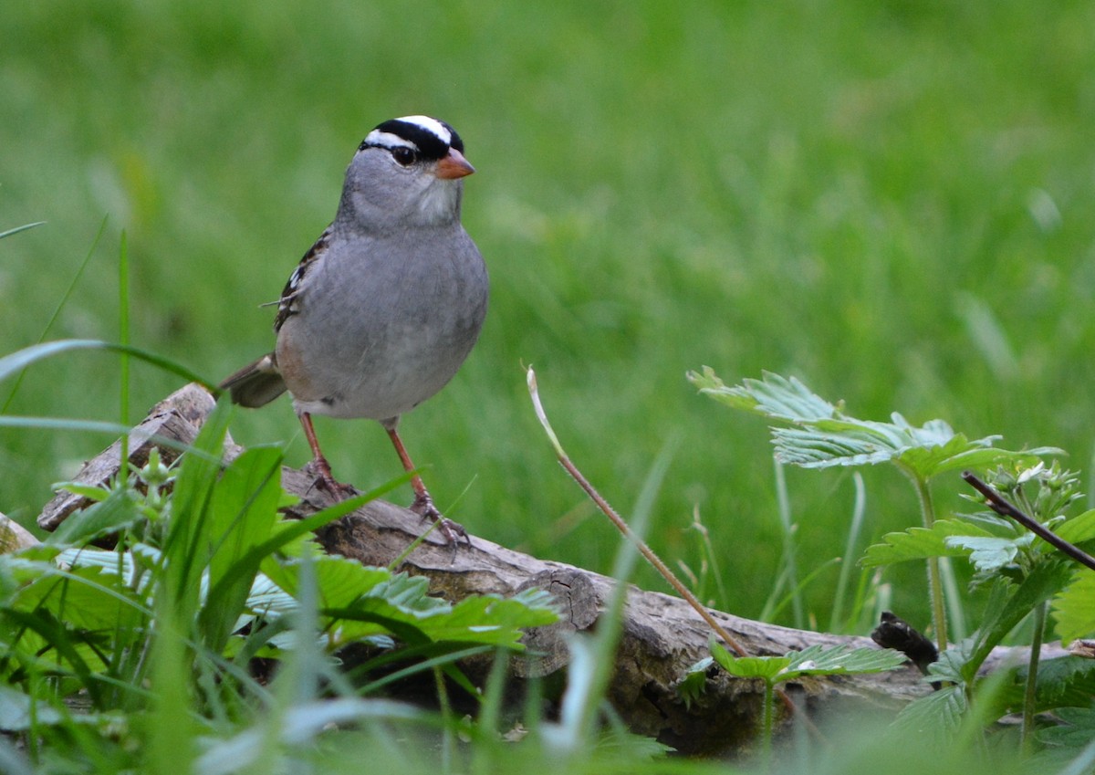 White-crowned Sparrow - ML618116385