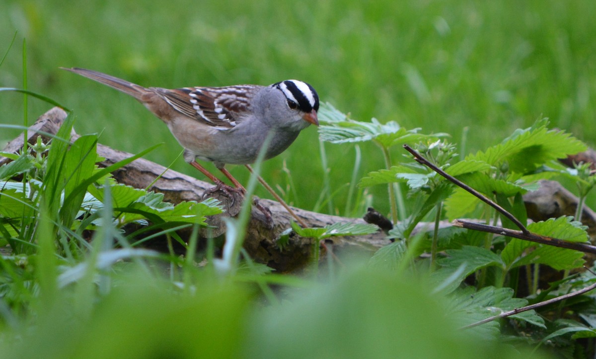 White-crowned Sparrow - Paul Messing