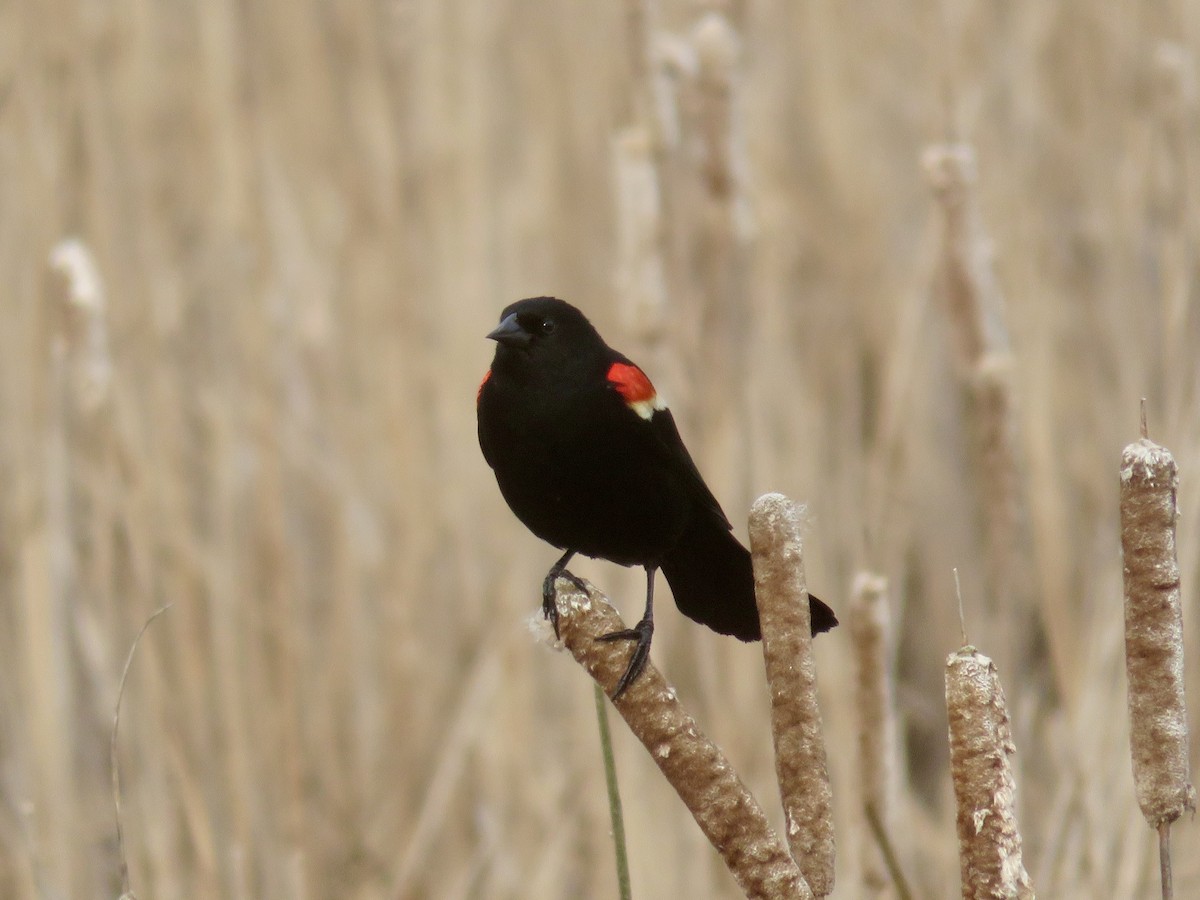 Red-winged Blackbird - ML618116411