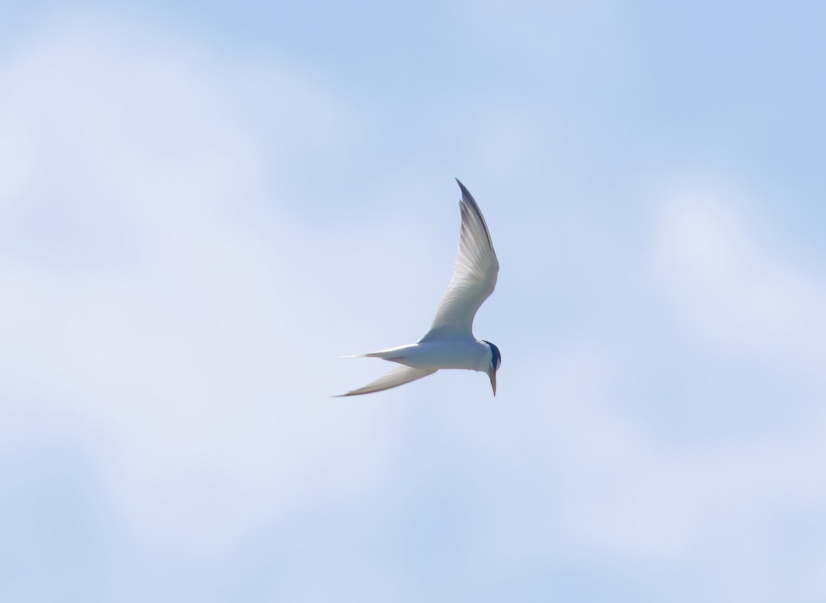 Little Tern - ML618116415