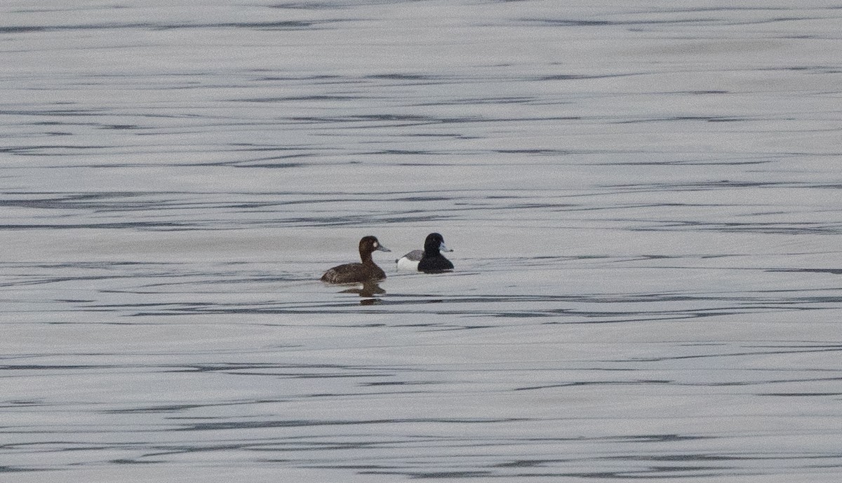 Greater Scaup - ML618116429