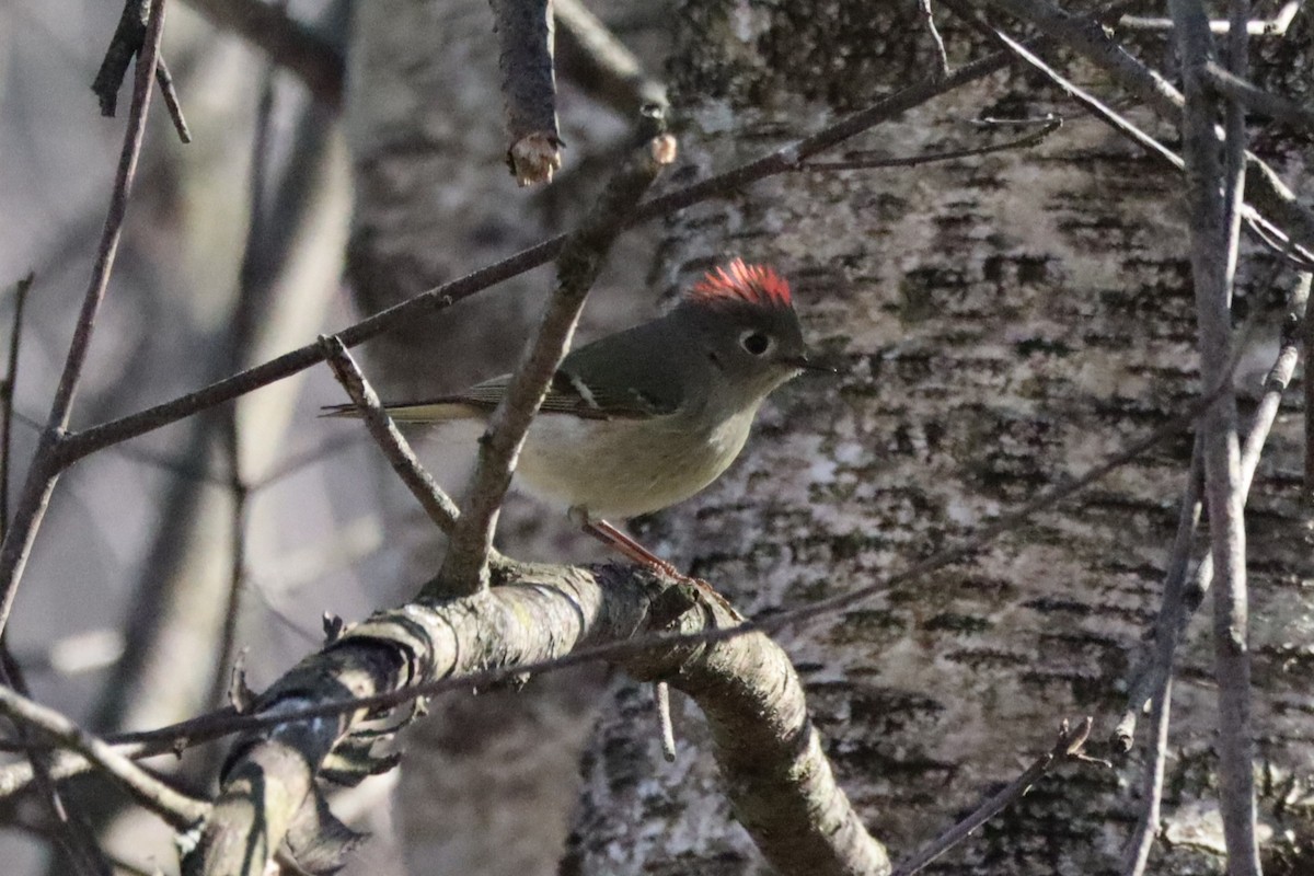 Ruby-crowned Kinglet - Liam Messier