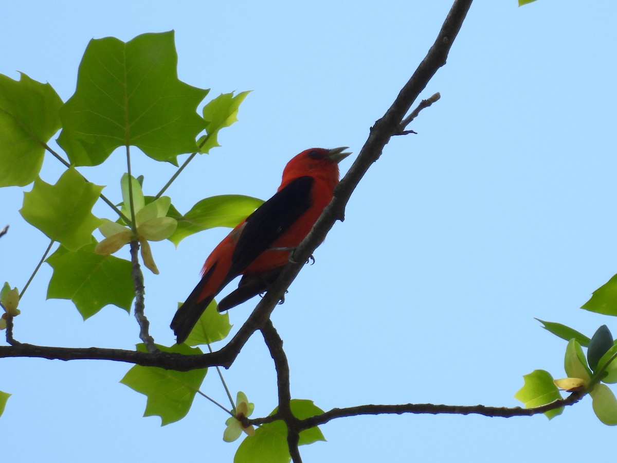 Scarlet Tanager - ML618116477