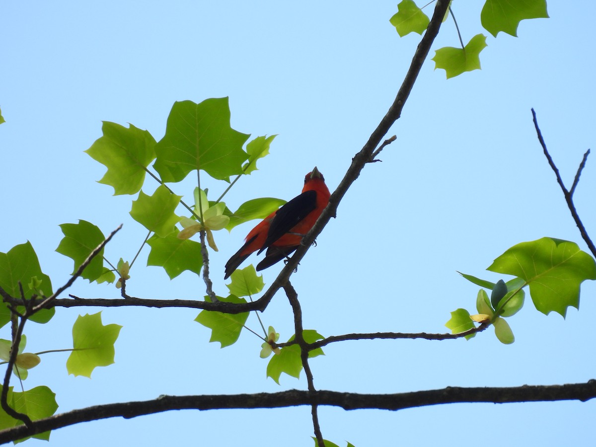 Scarlet Tanager - ML618116479