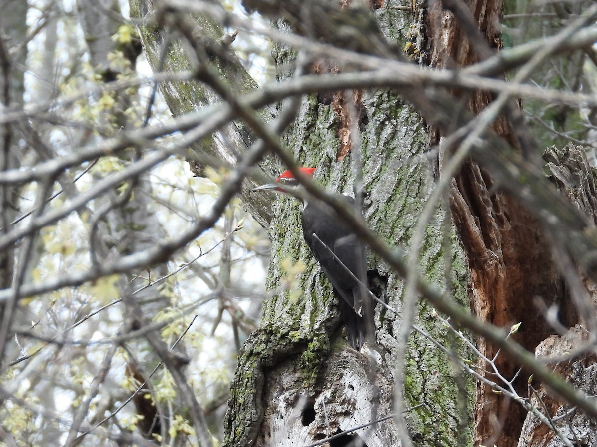Pileated Woodpecker - Michael W. Sack