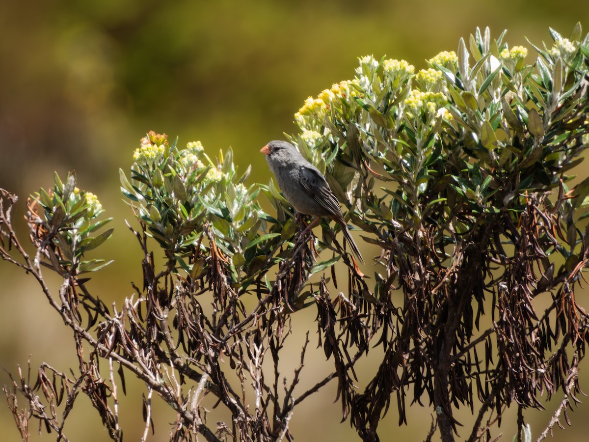Plain-colored Seedeater - ML618116569