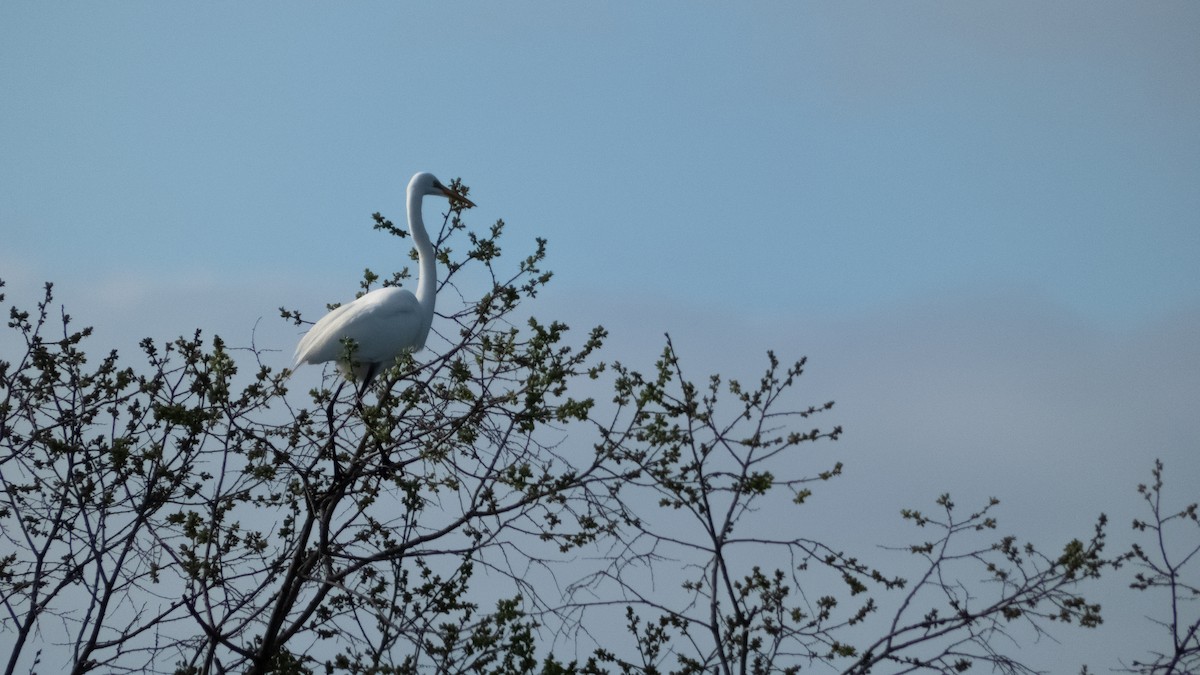 Great Egret - sara davis