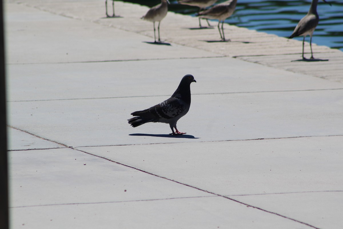 Rock Pigeon (Feral Pigeon) - ML618116607
