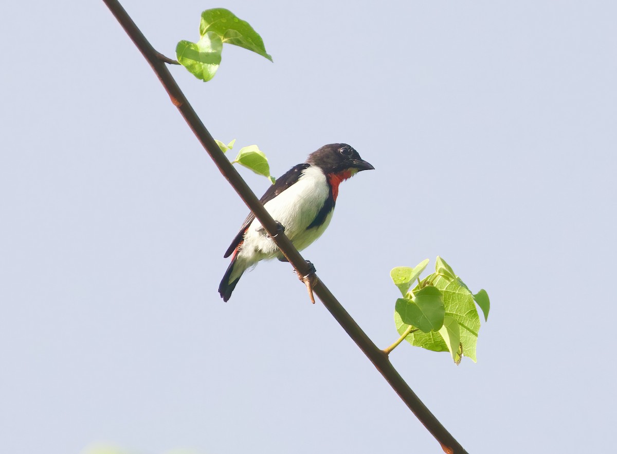 Red-chested Flowerpecker - ML618116627