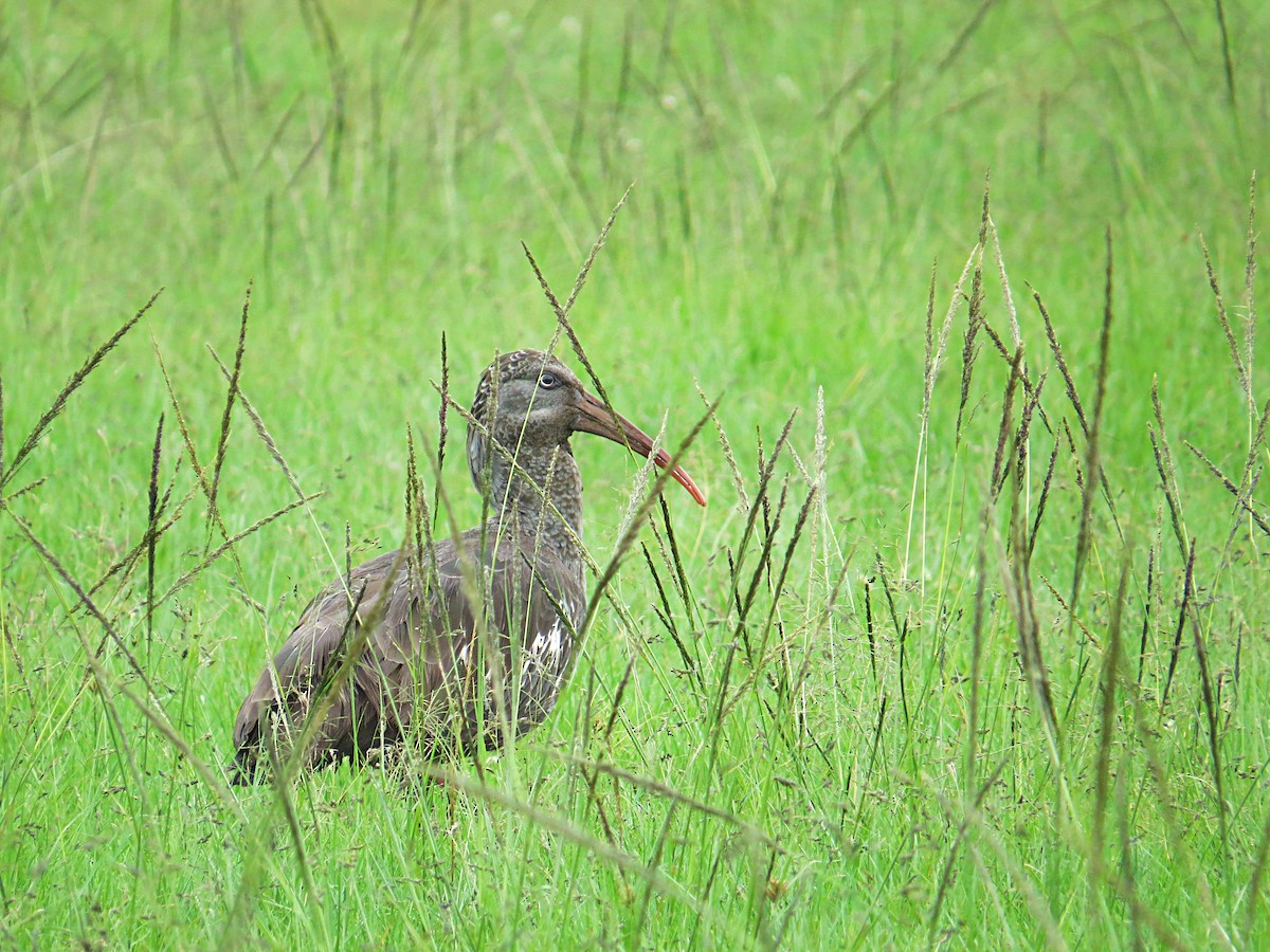 ibis etiopský - ML618116660