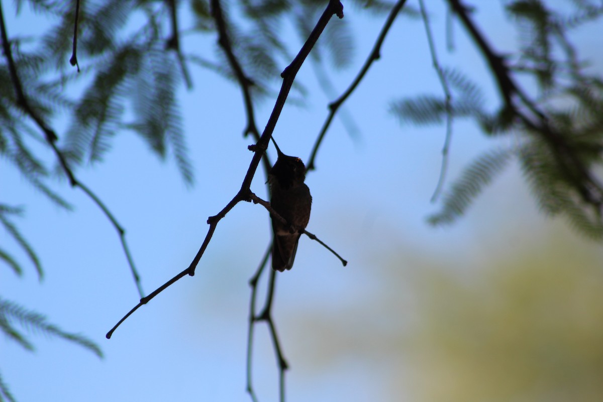 Anna's Hummingbird - Eliseo Moreno